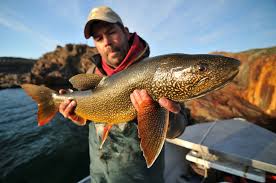 Image result for Salvelinus namaycush