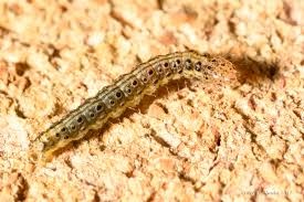 Attēlu rezultāti vaicājumam “Pyrausta aurata”