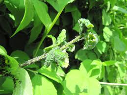 Attēlu rezultāti vaicājumam “Aphis fabae”