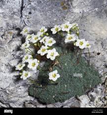 Image result for Steinbrech