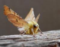 Attēlu rezultāti vaicājumam “Ennomos alniaria”