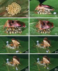 Attēlu rezultāti vaicājumam “Elasmucha grisea”