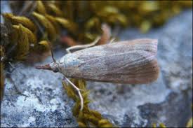 Attēlu rezultāti vaicājumam “Hypochalcia ahenella”