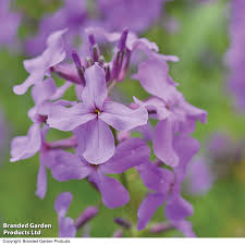 Attēlu rezultāti vaicājumam “Hesperis matronalis”