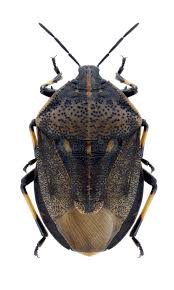 Attēlu rezultāti vaicājumam “Jalla dumosa”