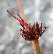Attēlu rezultāti vaicājumam “Juncus bulbosus”