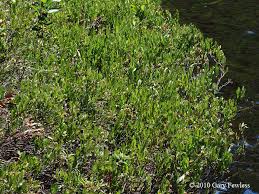 Attēlu rezultāti vaicājumam “Chamaedaphne calyculata leaf”
