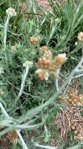 Attēlu rezultāti vaicājumam “Cnidium dubium leaf”