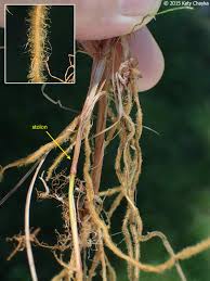 Attēlu rezultāti vaicājumam “Carex limosa fruit”