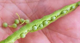 Attēlu rezultāti vaicājumam “Brassica napus fruit”