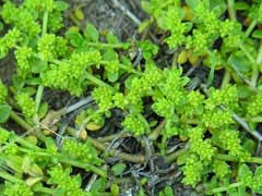 Attēlu rezultāti vaicājumam “Herniaria glabra flower”