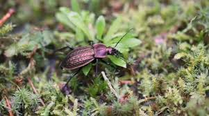 Attēlu rezultāti vaicājumam “Carabus cancellatus”