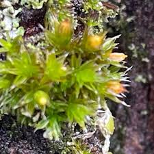 Attēlu rezultāti vaicājumam “Orthotrichum diaphanum”