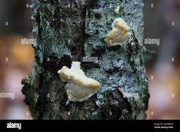 Attēlu rezultāti vaicājumam “Antrodiella serpula”