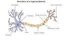 ehumanbiofield - neurons WG