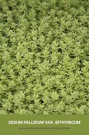 Attēlu rezultāti vaicājumam “Sedum pallidum bud”