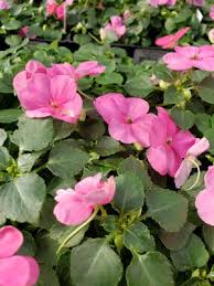 Image result for Impatiens walleriana