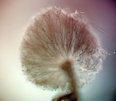 Attēlu rezultāti vaicājumam “Lycogala fuscoolearium macro”