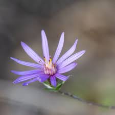 Attēlu rezultāti vaicājumam “Siphoptychium violaceum macro”