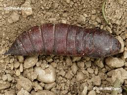 Attēlu rezultāti vaicājumam “Sphinx ligustri larva”