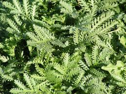 Attēlu rezultāti vaicājumam “Anthemis tinctoria leaf”