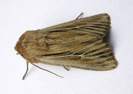 Attēlu rezultāti vaicājumam “Leucania comma”