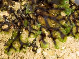 Attēlu rezultāti vaicājumam “Pellia endiviifolia sporophyte”