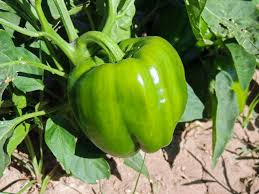 Afbeeldingsresultaat voor california wonder 300 sweet pepper