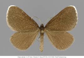 Attēlu rezultāti vaicājumam “Odezia atrata”