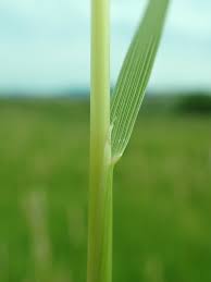 Attēlu rezultāti vaicājumam “Calamagrostis stricta”