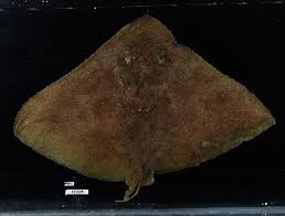 Image result for Gymnura micrura