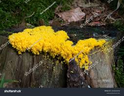 Attēlu rezultāti vaicājumam “Fuligo luteonitens”