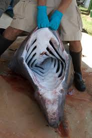 Image result for Cetorhinus maximus