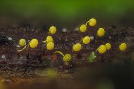 Attēlu rezultāti vaicājumam “Physarum bivalve spores”