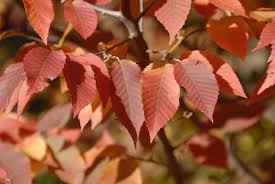 Attēlu rezultāti vaicājumam “Carpinus caroliniana”