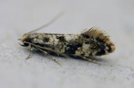 Attēlu rezultāti vaicājumam “Nemapogon cloacella”