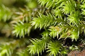 Attēlu rezultāti vaicājumam “Orthotrichum pumilum sporophyte”