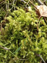 Attēlu rezultāti vaicājumam “Rhytidiadelphus triquetrus sporophyte”