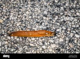 Attēlu rezultāti vaicājumam “Arion lusitanicus”