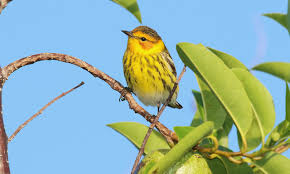 Image result for Dendroica tigrina