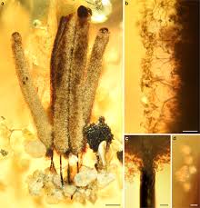 Attēlu rezultāti vaicājumam “myxomicetes”