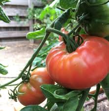 Afbeeldingsresultaat voor Pink Brandywine tomato