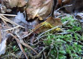 Attēlu rezultāti vaicājumam “Hemitrichia chrysospora”