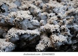 Attēlu rezultāti vaicājumam “Physarum confertum”