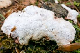 Attēlu rezultāti vaicājumam “Postia tephroleucus”