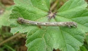 Attēlu rezultāti vaicājumam “Crocallis elinguaria larva”