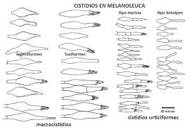 Image result for Melanoleuca rasilis var. pseudoluscina