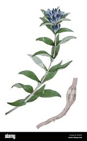 Attēlu rezultāti vaicājumam “Gentiana cruciata”