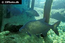 Image result for Abramis brama