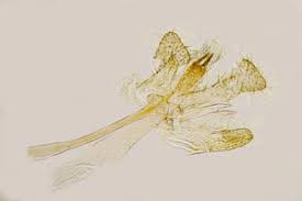 Attēlu rezultāti vaicājumam “Monopis monachella”